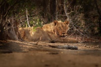 Lev pustinny - Panthera leo - Lion o1591-1